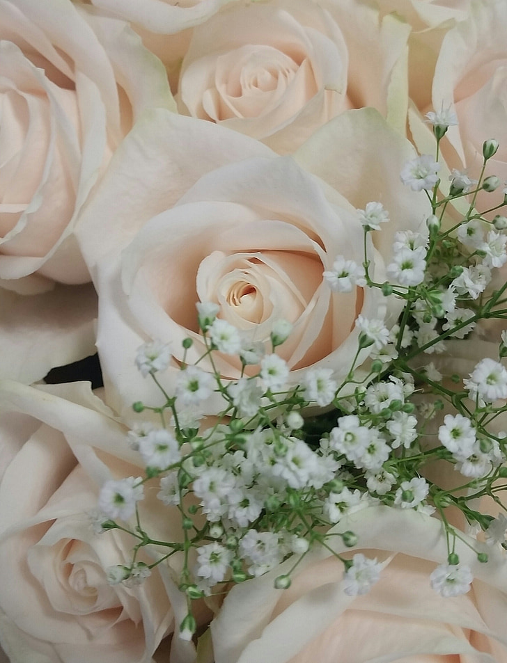 with roses, white flowers, roses