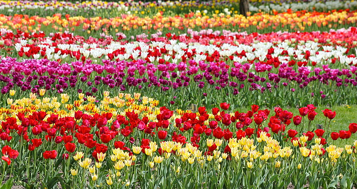 flors, tulipes, primavera, Tulipa, natura, flor, vermell