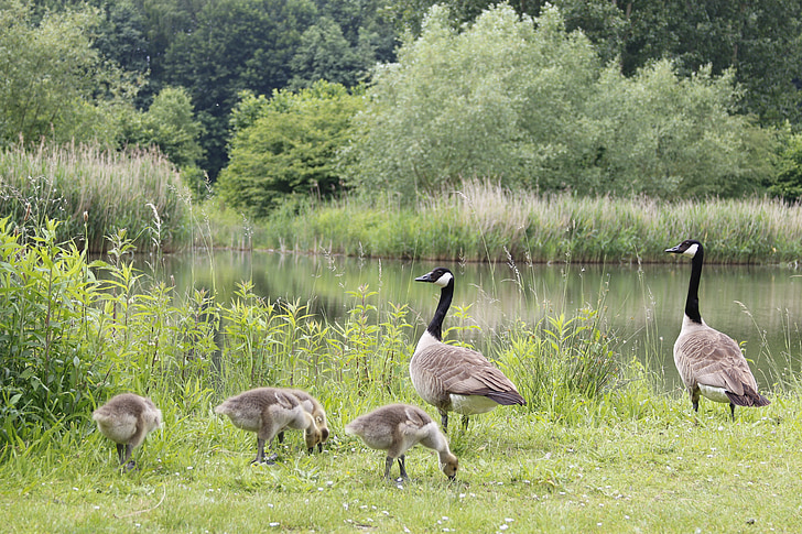 canada goose, geese, farm, pond, family, baby birds, waterfowl