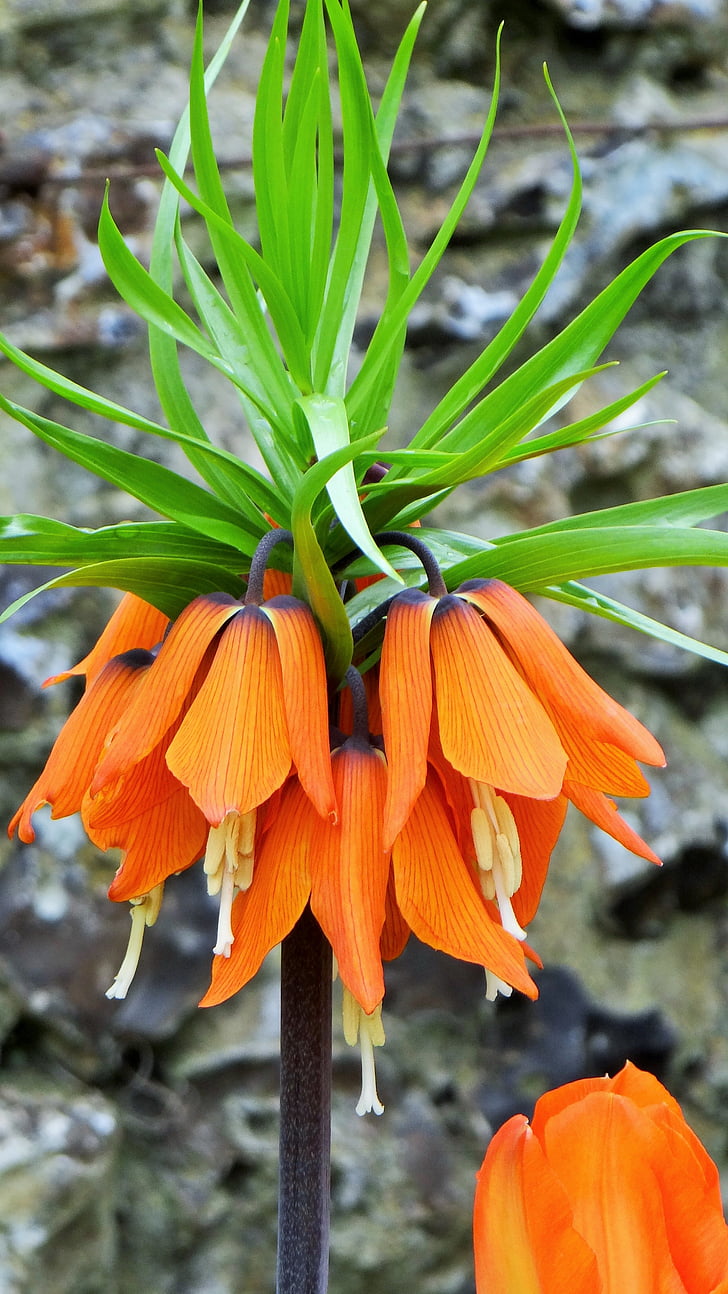 tulipán invertido, imperial de la corona, flor de naranja, primavera, Fritillaria imperialis aurora, naturaleza, flor