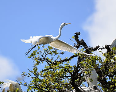 white heron, heron, egret, bird, nesting, nest, flying