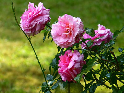roosid, roosa õitega, roosa, lilled