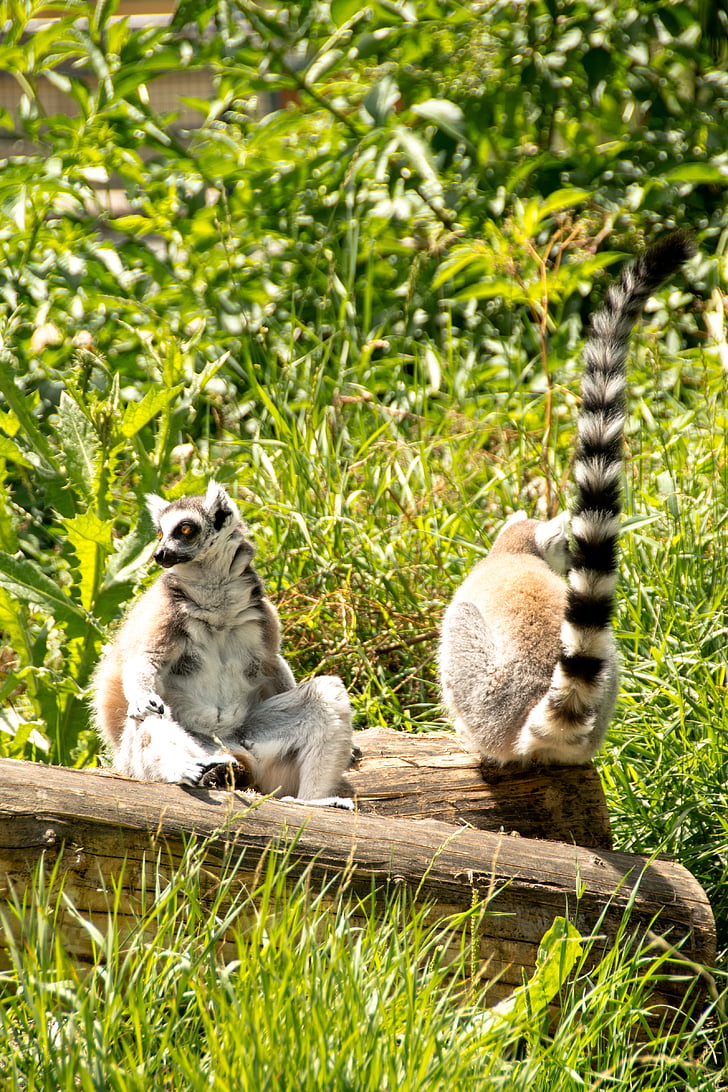 repo lemur obroč, oči, lemur catta, obraz, Madagaskar, živalski vrt, črtasto