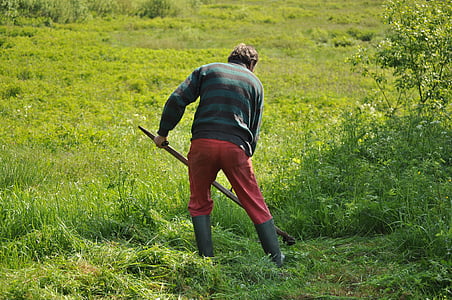 mowing, grass, field, green, mower, lawn, lawnmower