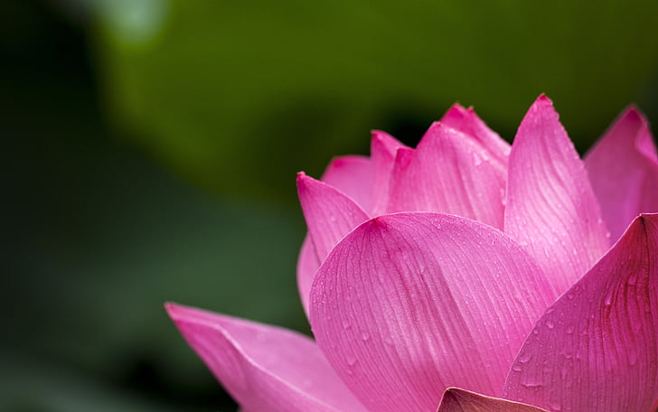 fialová, květ, Lotus, růžová, Příroda, květiny, okvětní lístek