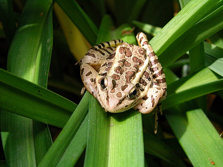northern leopard frog, frog, amphibian, animal, nature, garden, wild