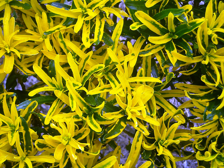 hoja, Codiaeum variegatum, amarillo, verde