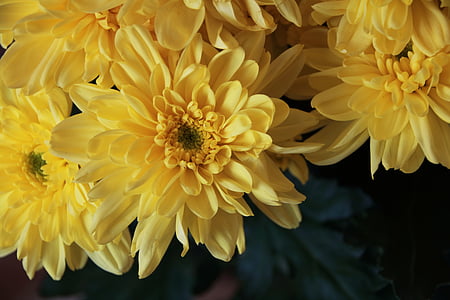 λουλούδι, φυτά, Κίτρινο, Χρυσάνθεμο, χλωρίδα, το καλοκαίρι, φύση