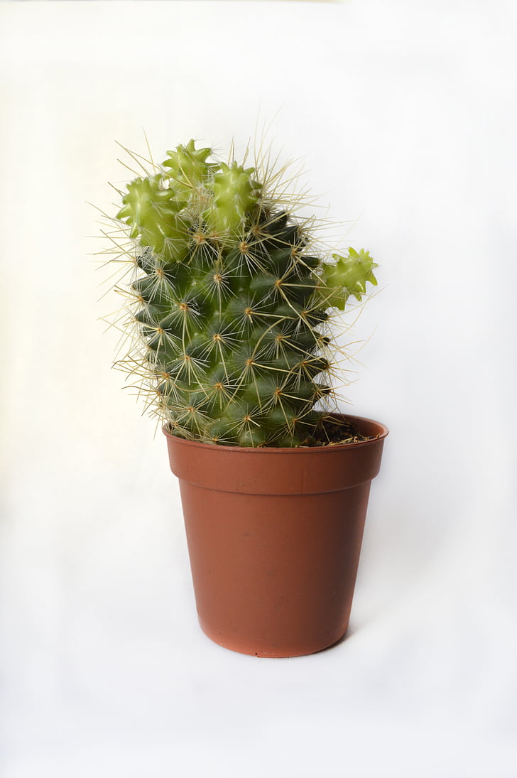 cactus, pot flowers, in a pot, green