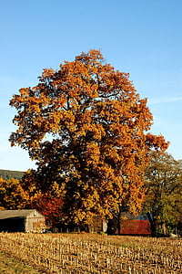 efterår, træ, farverige, blade, gyldne efterår, efterårets farver, humør