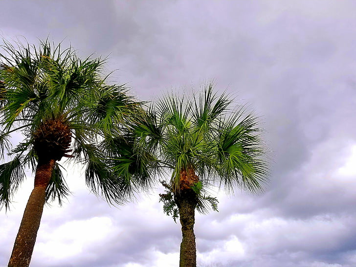 Palmtree, niebo, chmury, szary, palmy, drzewo, Latem