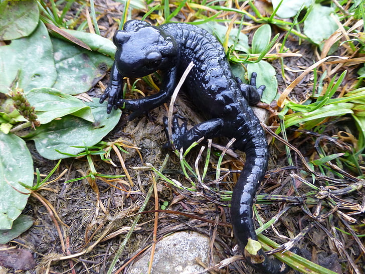 Salamandră, negru, alpin, natura, amfibieni