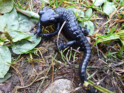 Salamander, sort, Alpine, natur, padder