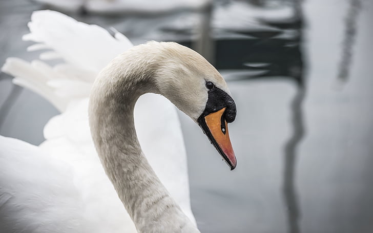 Swan, Duck, hvit, dyr, fuglen, vann, en dyr