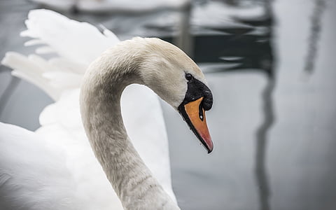 Swan, Bebek, putih, hewan, burung, air, satu binatang