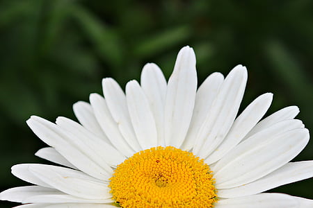 Kamilla, Blossom, virág, sárga, fehér, növény, nyári