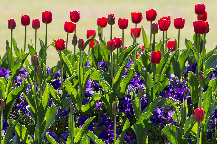 Tulipaner, forår, lys, farverige, rød, blomster, offentlige post