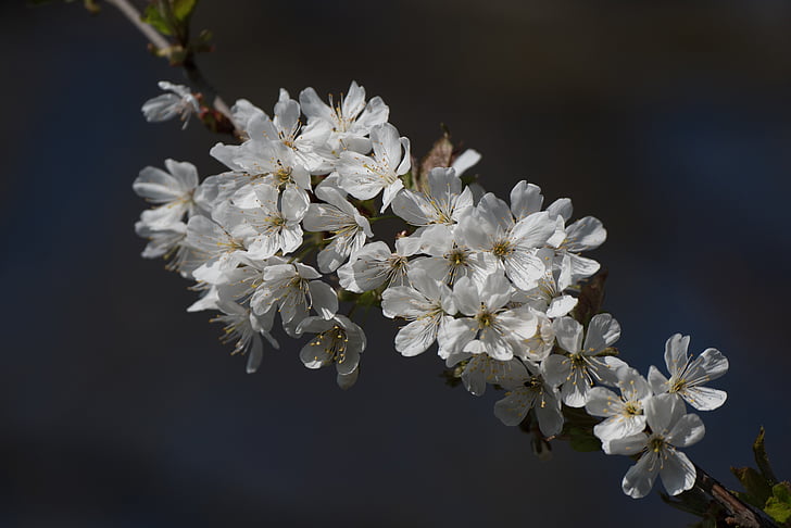 flor, flor, flor del cirerer, primavera, flor blanca, cirera