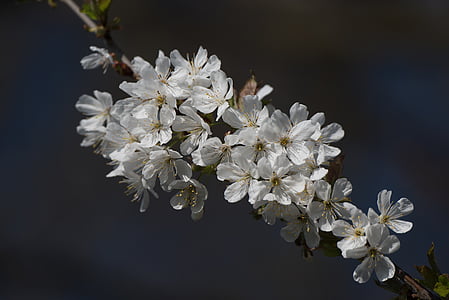 zieds, Bloom, ķiršu ziedu, Pavasaris, balta puķe, Ķirsis