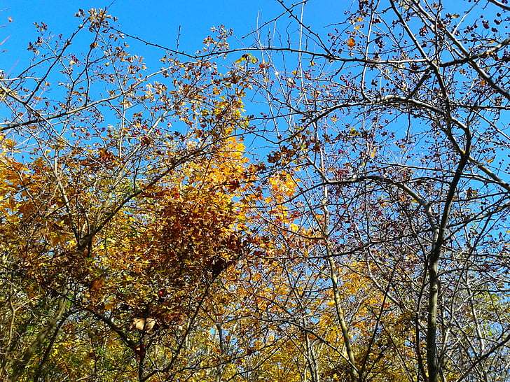 Laub, Herbst, Herbst gold, gelbe Blätter, Gold, Baum, Natur
