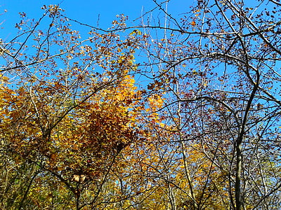 listje, jeseni, zlata jesen, rumeni listi, zlata, drevo, narave