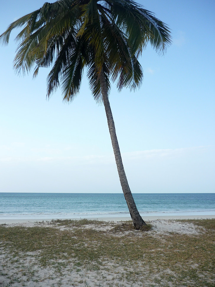 Palm, stranden, havet, vatten, Indiska oceanen, gezaulole, Tanzania
