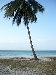 Palm, Beach, tenger, víz, Indiai-óceán, gezaulole, Tanzánia