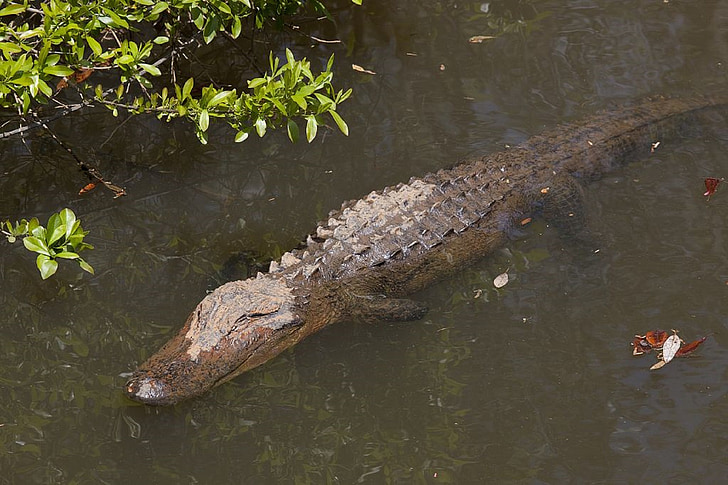 alligator, water, sunning, reptile, swamp, wildlife, gator