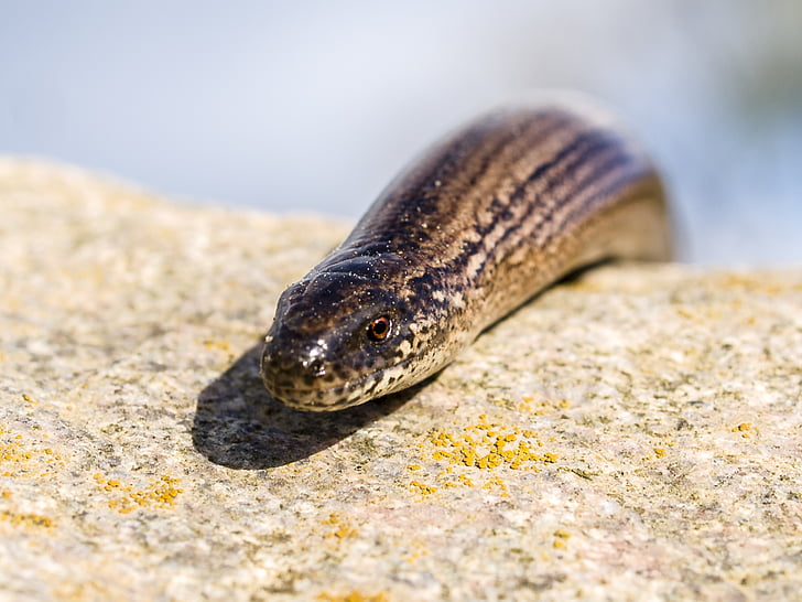 slow worm, reptile, animal, nature