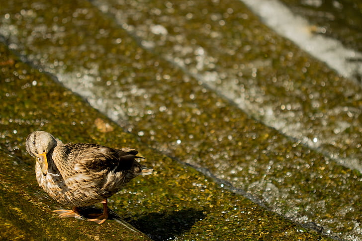 anatra, animale, uccello, acqua