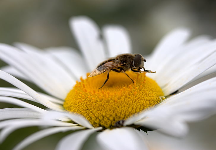 bee, daisy, pollen, work, insecta, nature, flower