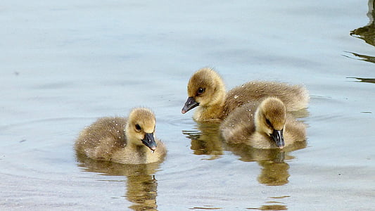 chicks, geese, birds, children's group, cute, young bird, spring