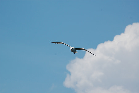 sky, seagull, clouds, fly, bird, ali, flight