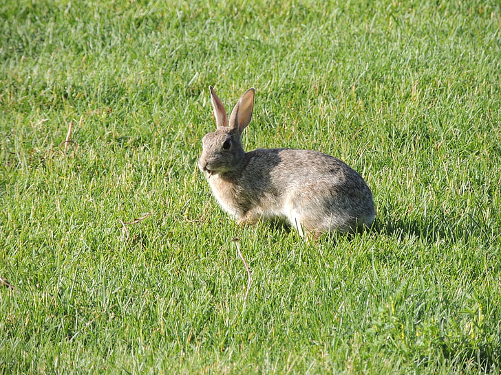 králík, zajíček, hnědá, tráva, zvíře, králík - zvíře, Velikonoce