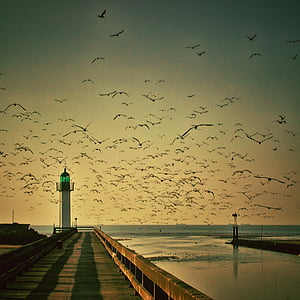lighthouse, gulls, sky, seagull, fly, sea, water