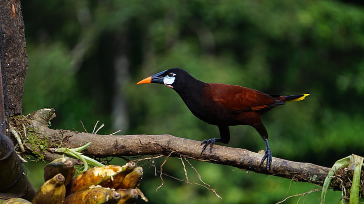 puslapio Montesuma oropendola, paukštis, džiunglės, Kosta Rika