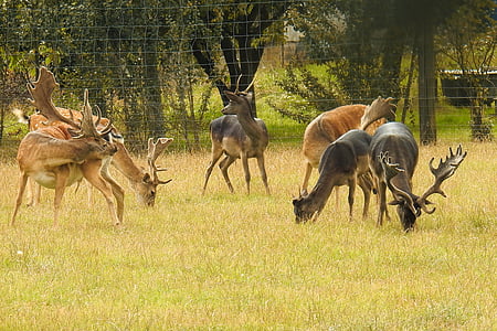 Cérvol, Deer park, daines, recinte, vida silvestre, animal, natura