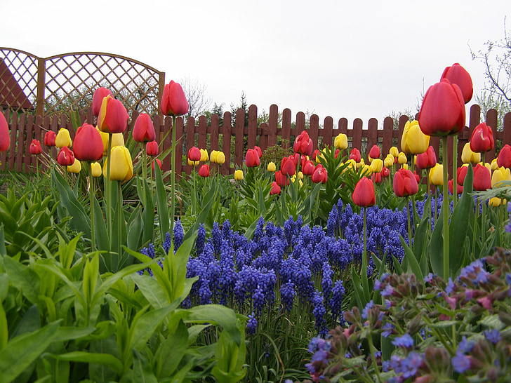 Tulipaner, haven, forår, natur, blomster, rød
