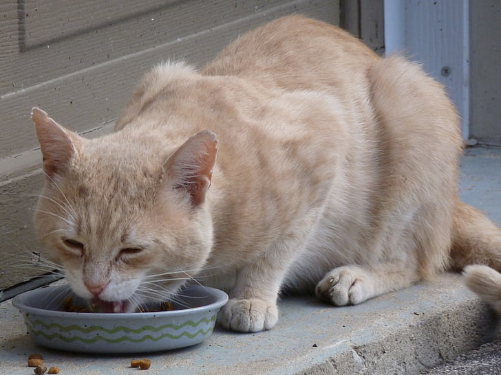 macska, Kóbor, eszik, buff, macska, rövid haj, éhes