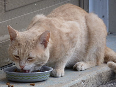 katė, benamių, valgyti, Spodrināt, kačių, trumpas plaukai, alkanas