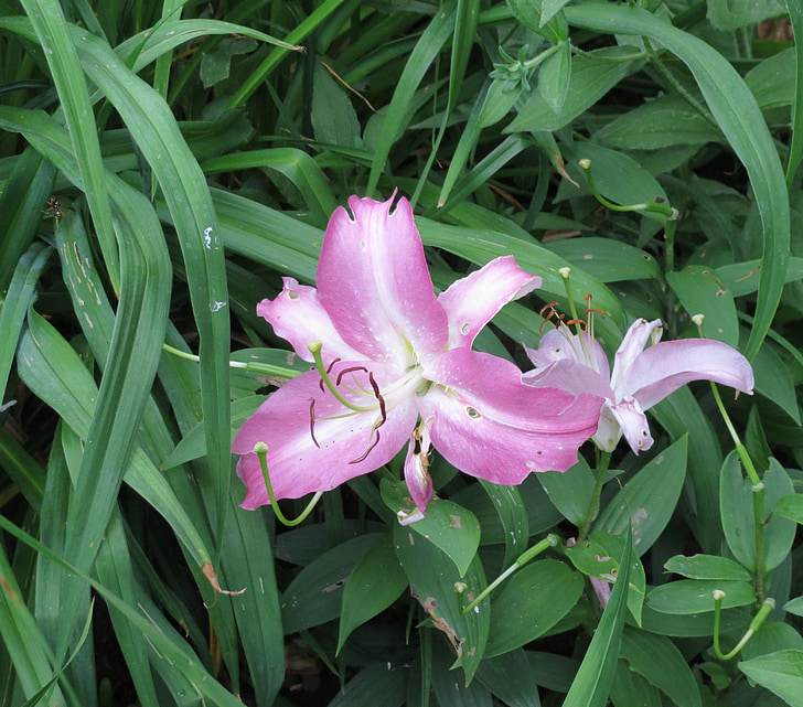 Lily, Hoa, màu tím, Blossom, nở hoa, tự nhiên, cánh hoa