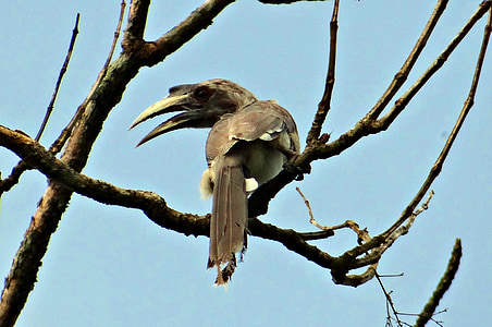 인도 회색 hornbill, ocyceros birostris, 새, karnataka, 인도