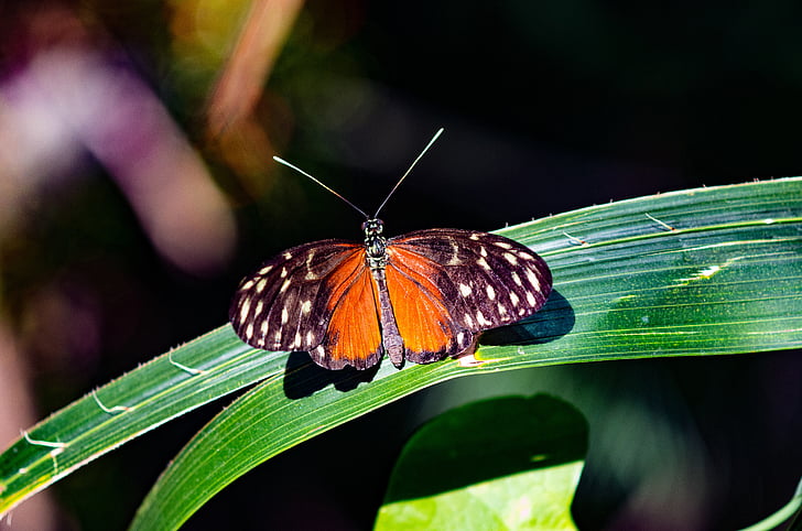 bướm, côn trùng, đầy màu sắc, Thiên nhiên, động vật, rừng, màu xanh lá cây