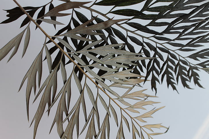 gray, green, leaves, sky, branch, leafe, palm leaf