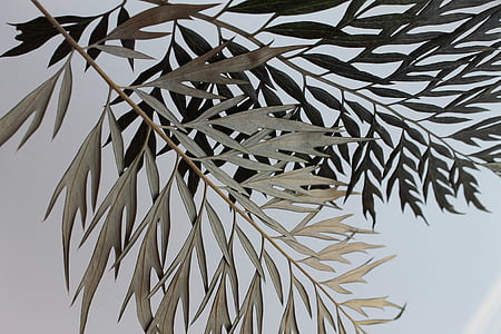 회색, 그린, 잎, 스카이, 지점, leafe, 팜 리프