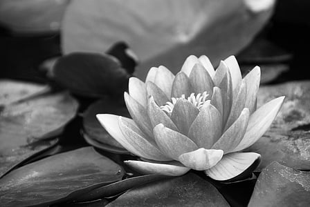 zwart-wit, vijver, Lotus, bloem, natuur, plant, water lily