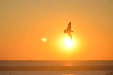 djur, fågel, Seagull, soluppgång, solnedgång