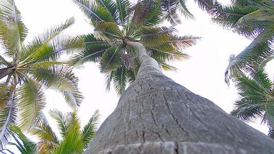 palmetræ, træ, natur