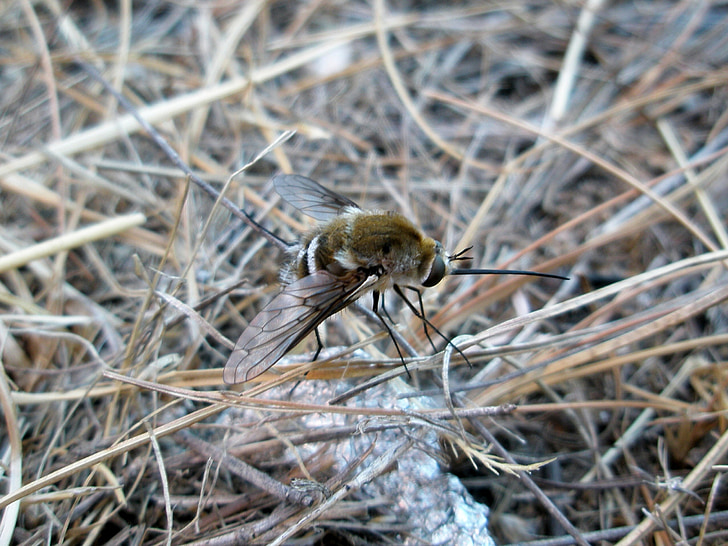 bumblebee, insect, insects, animals