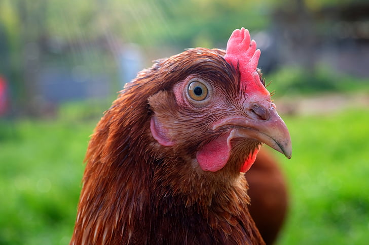 responsable de pollastre, pollastre, animal de companyia, gallines ponedores, gallina, corrent, jardí
